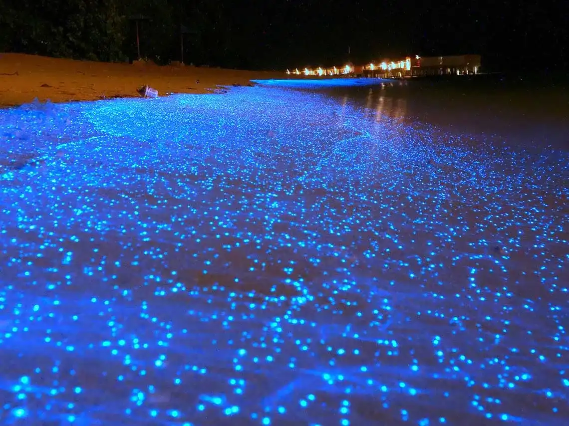 Destellos azules de bioluminiscencia en el agua oscura de una laguna por la noche