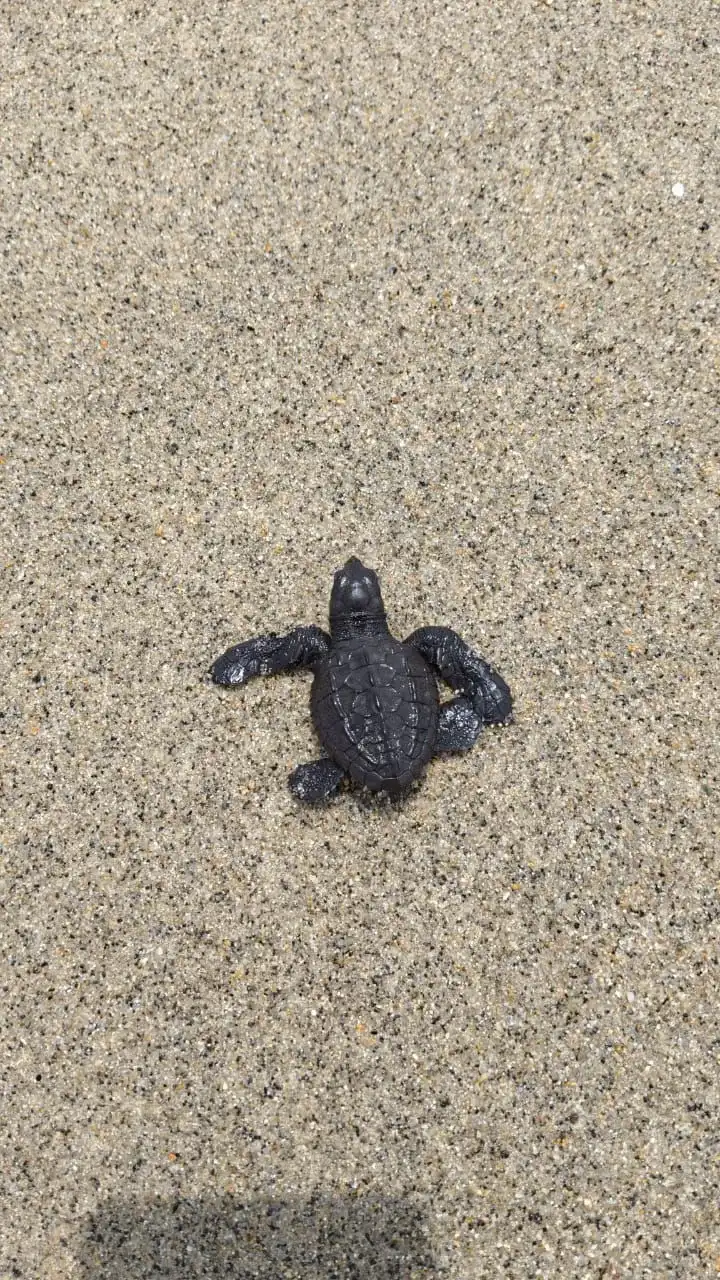 Cría de tortuga marina sobre la arena húmeda camino al mar