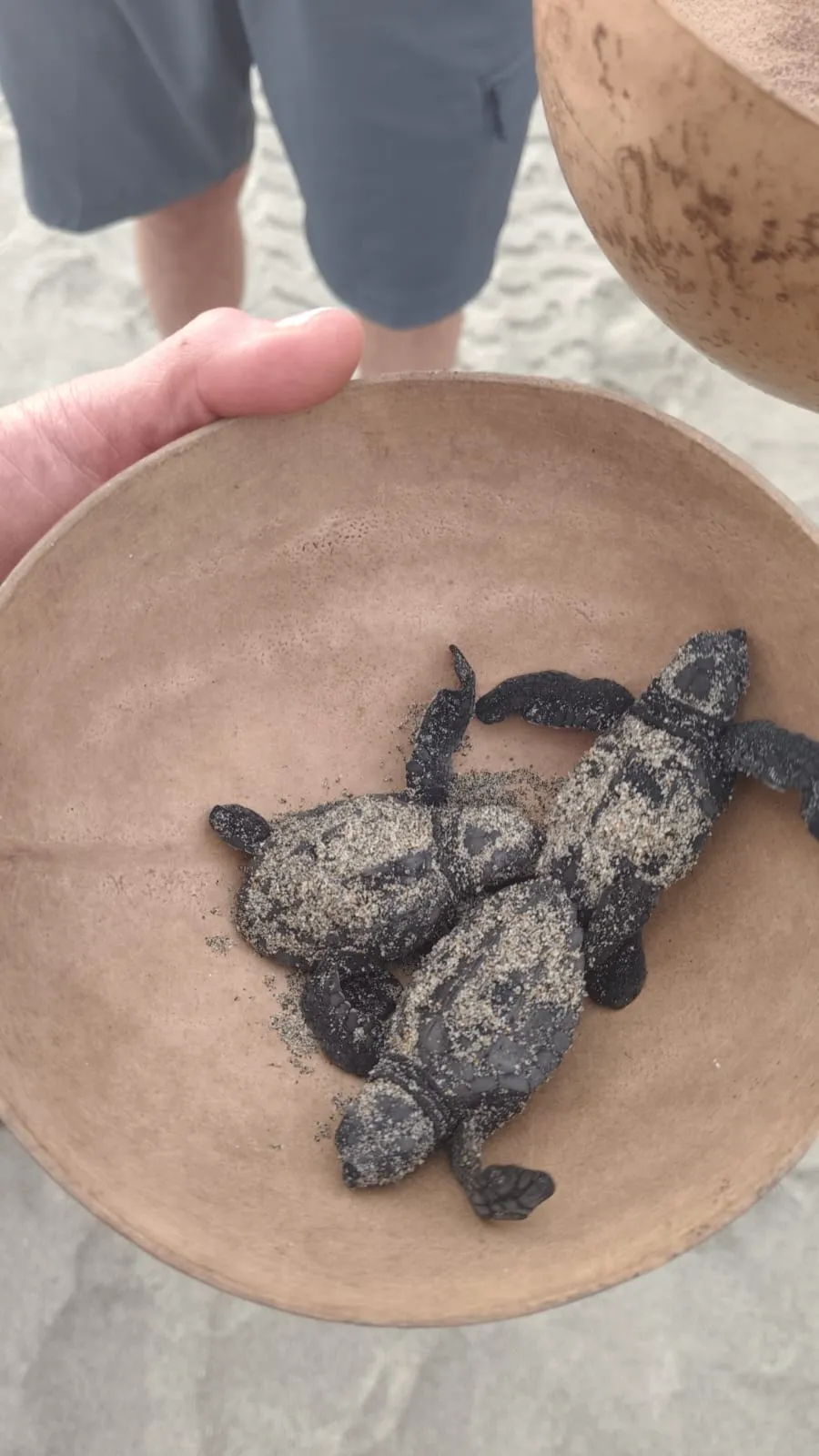 Liberacion de tortugas (10)
