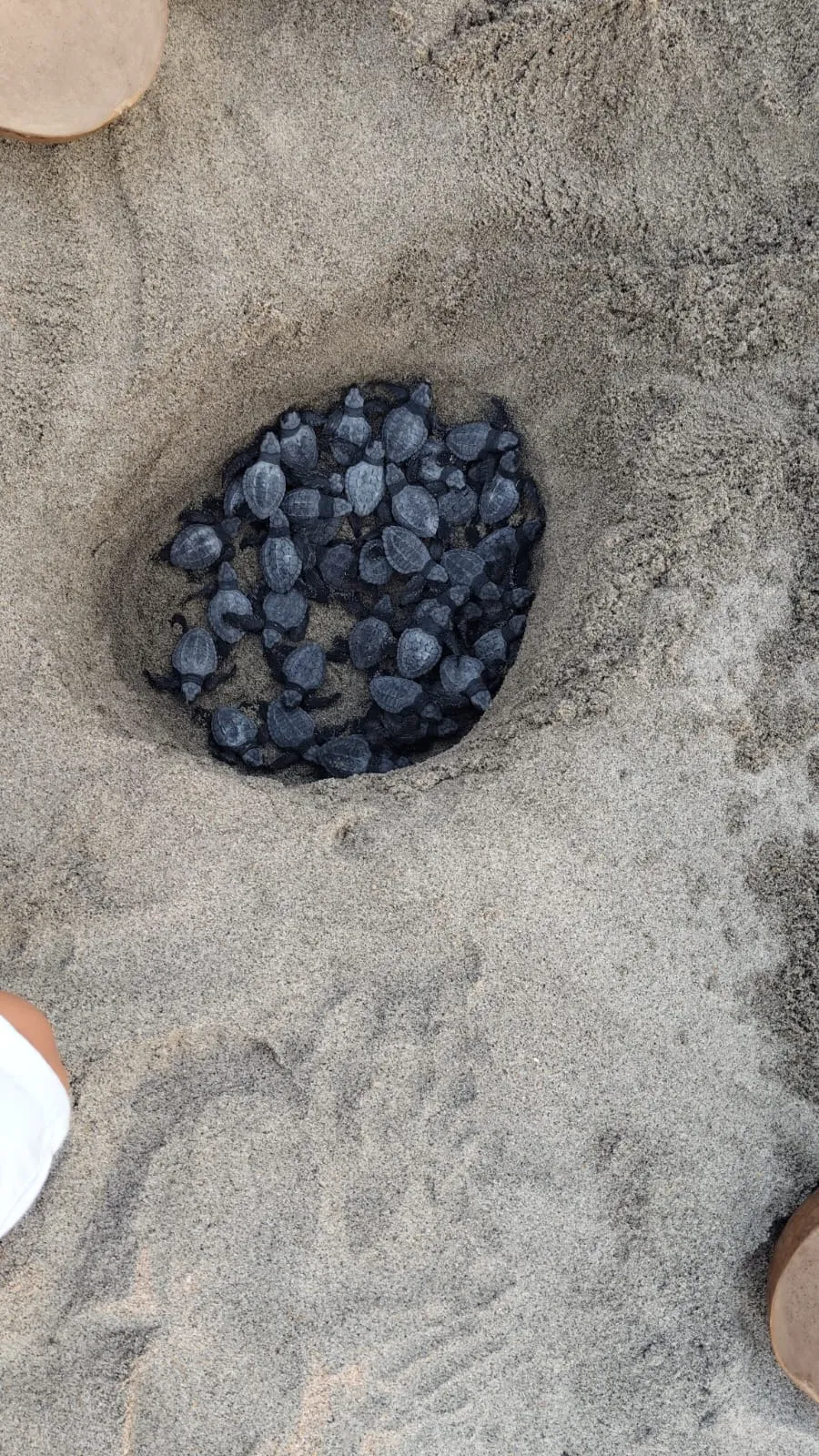 Liberacion de tortugas (3)