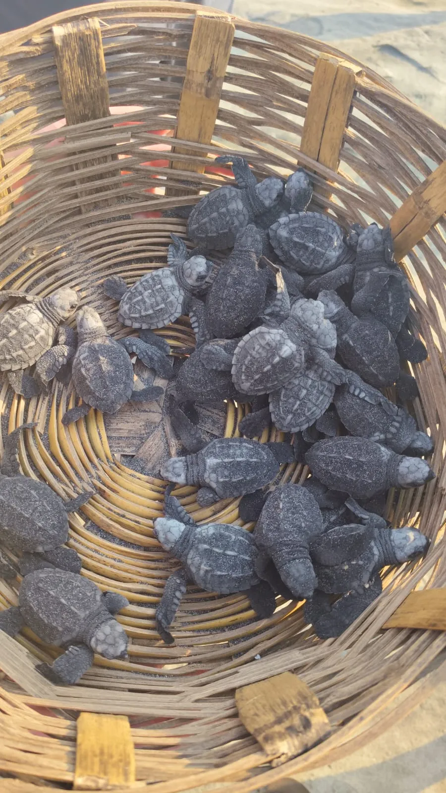 Liberacion de tortugas (7)