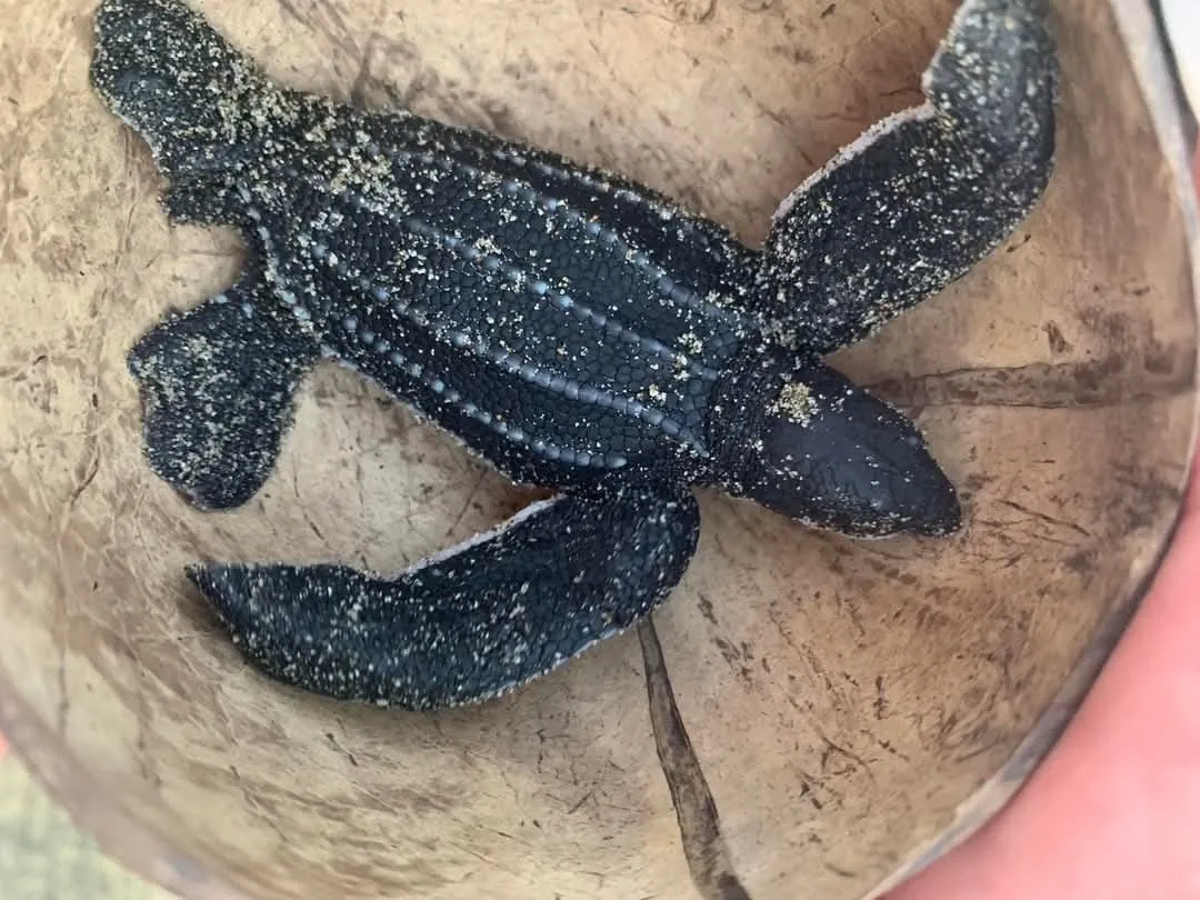 Liberacion de tortugas (8)