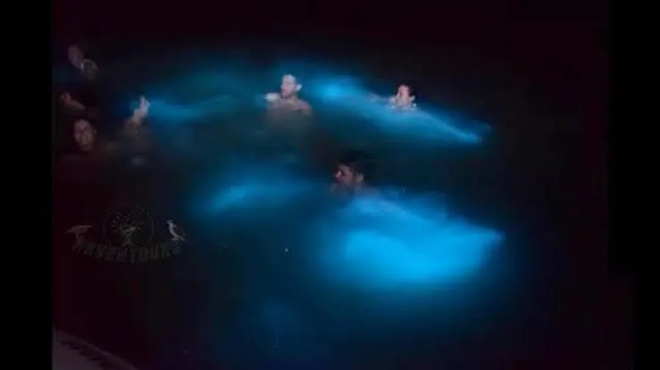 Tour de Bioluminiscencia (2)