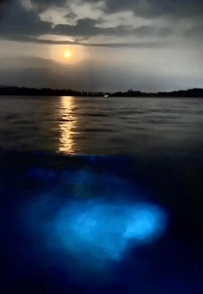 Tour de Bioluminiscencia (5)